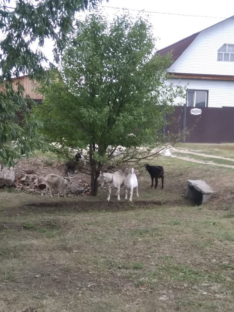 козы в деревне