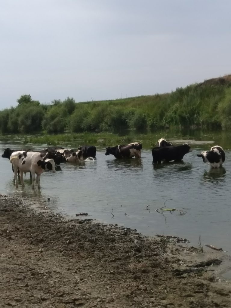 коровы, река