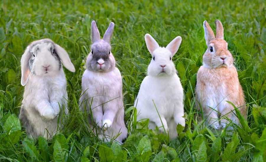 фото кролики